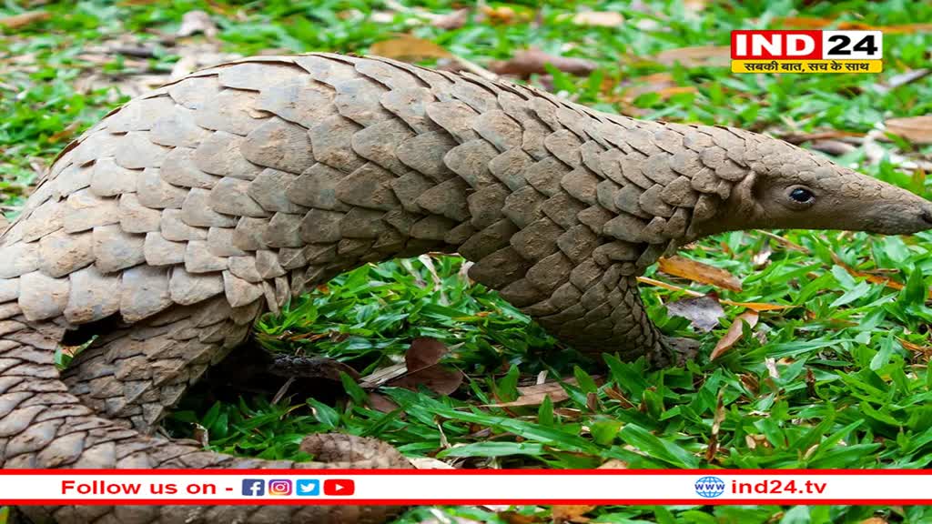 दुर्लभ वन्यप्राणी पेंगोलिन की तस्करी में शामिल आरोपी को दबोचा, जाने क्या हो रही सबसे ज्यादा तस्करी