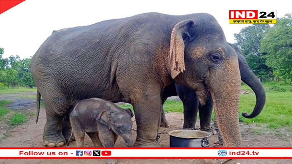 विश्व की सबसे उम्रदराज हथिनी वत्सला का निधन, MP से था गहरा नाता