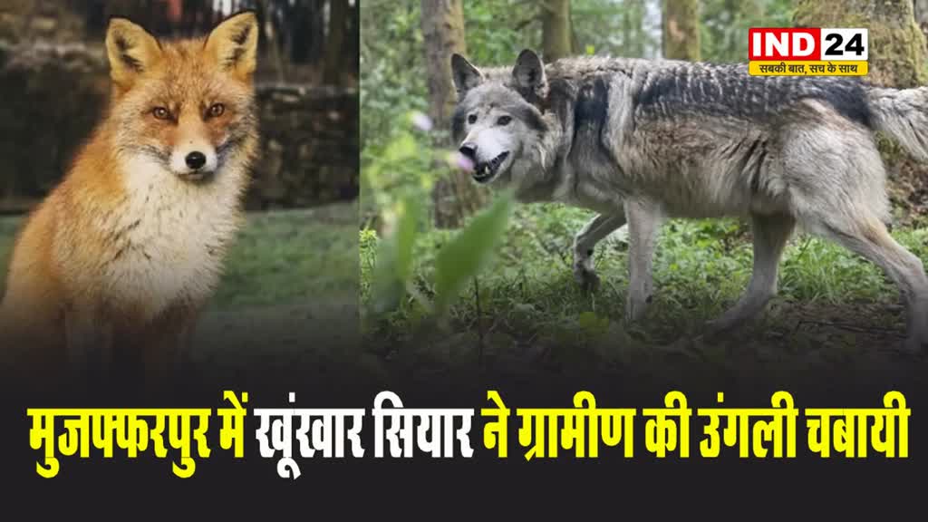 बिहार के मुजफ्फरपुर में खूंखार सियार ने ग्रामीण की उंगली चबायी, लाठी-भाला लेकर पहरा दे रहे लोग