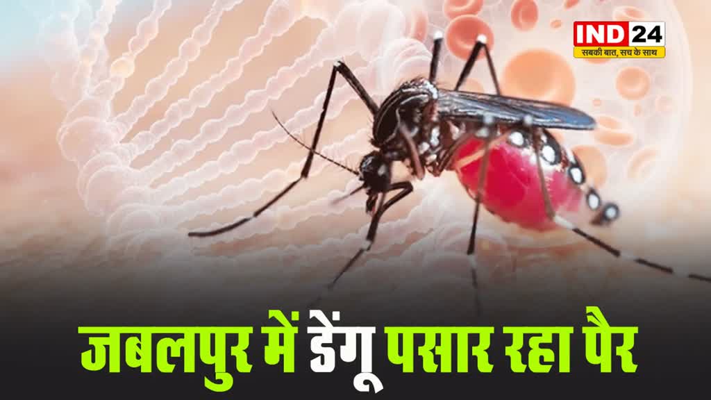 जबलपुर में डेंगू पसार रहा पैर, दो दिन में मिले 11 पीड़ित