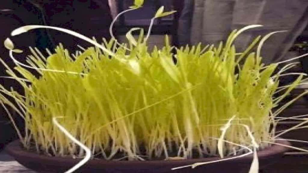 क्यों मनाया जाता है हरेली त्योहार? किसान इस मुहूर्त में करेंगे पूजा