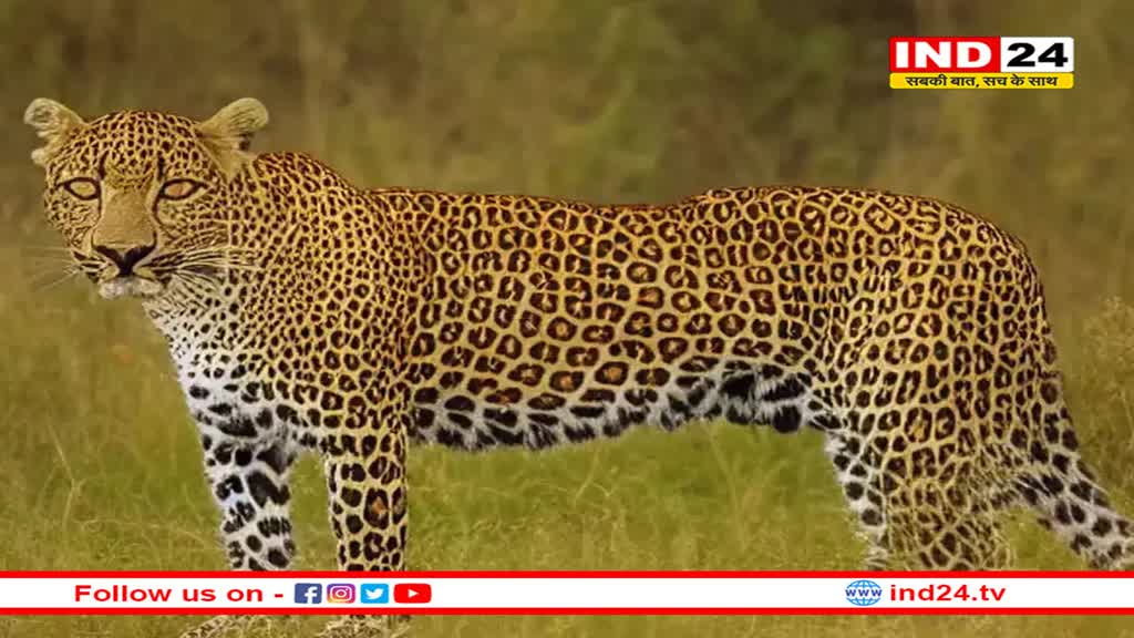 मंदसौर के गांधी सागर अभयारण्य से ओंकारेश्वर राष्ट्रीय उद्यान में छोड़े गए 10 तेंदुए