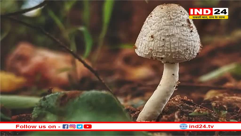 मेघालय: जंगली मशरूम खाने से 3 बच्चों की मौत, 9 बीमार