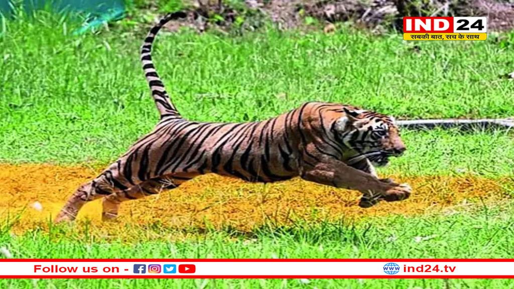 माधव टाइगर रिजर्व में बाघों की संख्या में वृद्धि, सैकड़ों की संख्या में पहुंच रहे पर्यटक