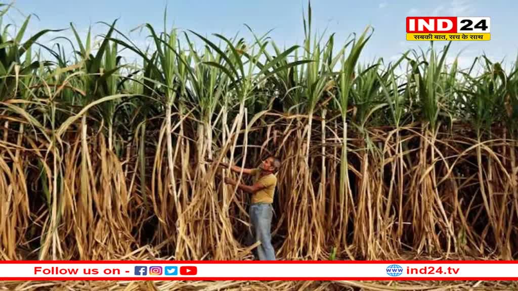 चीनी पर बढ़ सकता है MSP, जल्द फैसला लेगी सरकारः खाद्य सचिव