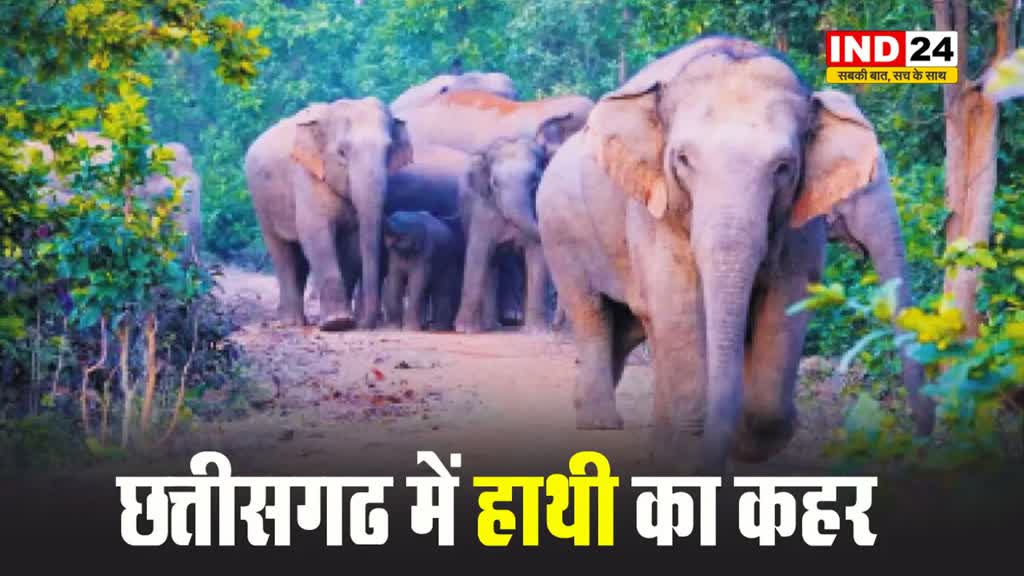  छत्तीसगढ में हाथी का कहर: हमले में चार लोगों की मौत
