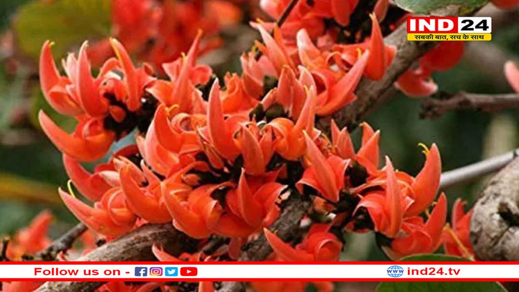 ज्योतिष में पलाश के फूलों का महत्व, कभी खाली नहीं होगी आपकी तिजोरी