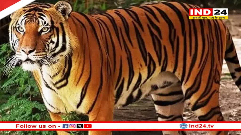 छत्तीसगढ़, राजस्थान और ओडिशा में भी सुनाई देगी अब बाघो की दहाड़, मोहन सरकार हुई सहमत