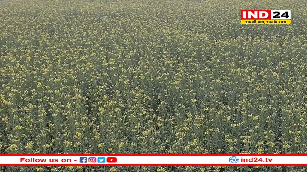 पल पल बदल रहा मौसम, दलहनी फसलों के झड़ रहे फूल