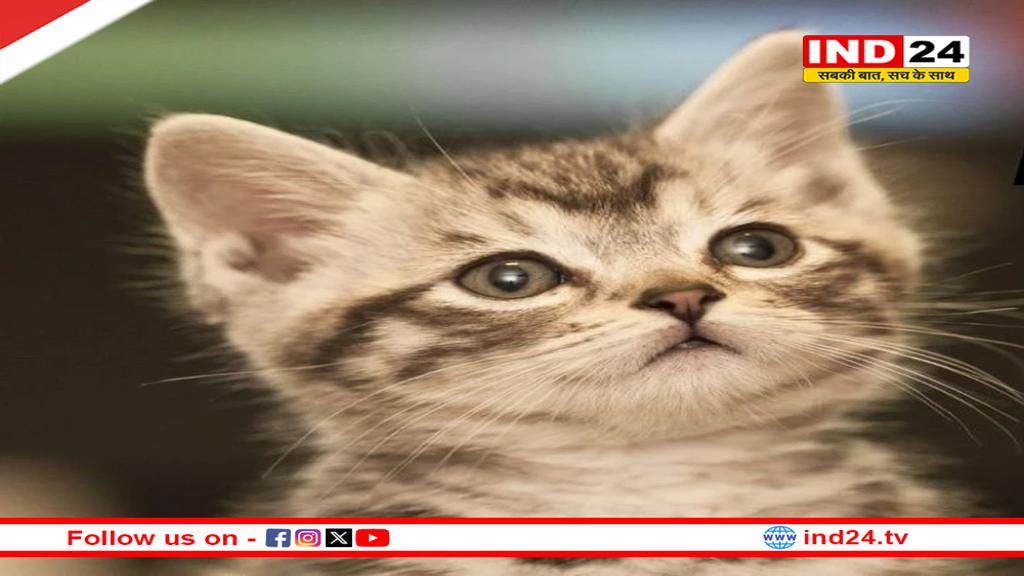 देश में पहली बार छिंदवाड़ा में पालतू बिल्लियों में मिला बर्ड फ्लू वायरस