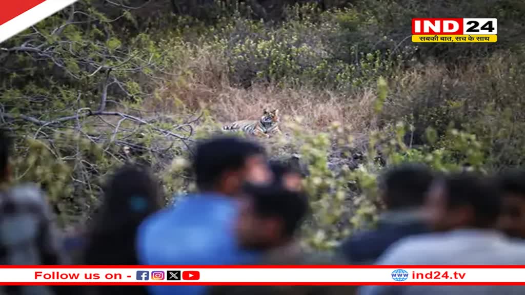 Rajasthan News: अलवर शहर के पास दिखे बाघ-बाघिन, करणी माता मंदिर की सीढ़ियों की तरफ 1 घंटे तक बैठे,  पर्यटक हुए रोमांचित