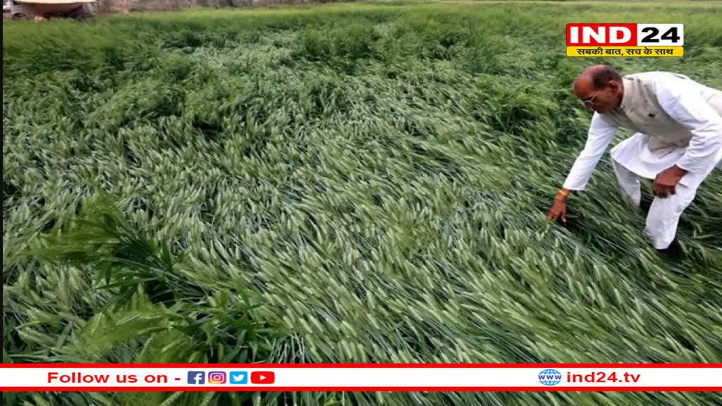 छिंदवाड़ा: ठंड ने पकड़ा जोर, फसलों पर बर्फ की बिछी चादर, पडऩे लगा पाला