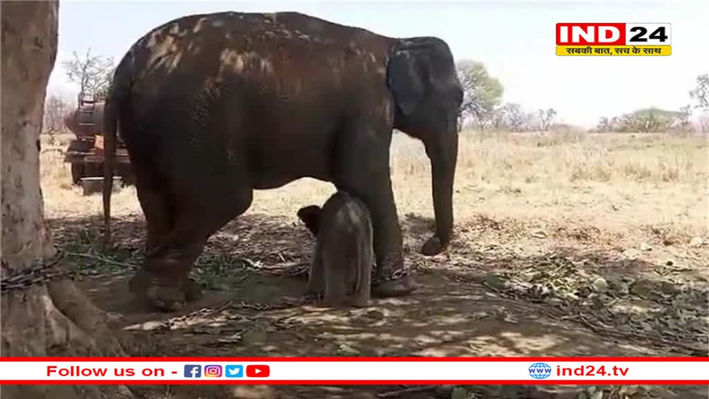 पन्ना टाइगर रिजर्व से आई गुड न्यूज़... ‘कृष्णकली’ और ‘मोहन कली’ ने जन्मे बच्चे