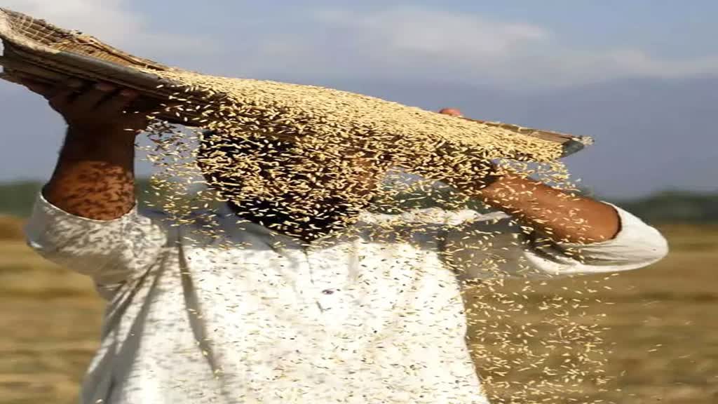 farmers of MP: किसानों के लिए खुशखबरी ! आज से समर्थन मूल्य पर गेहूं खरीदी के लिए पंजीयन शुरू