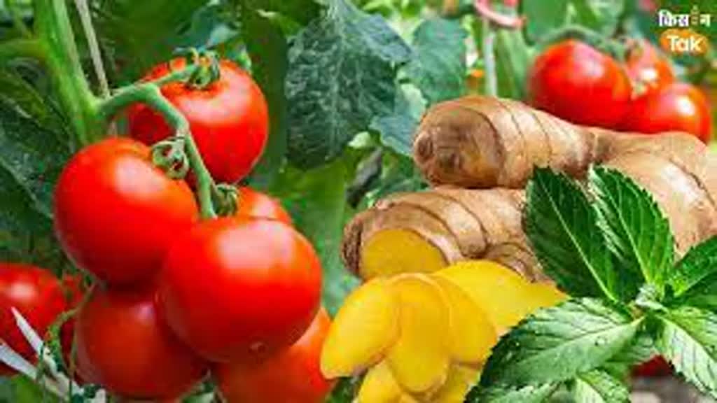  टमाटर और अदरक के भाव में उछाल, 15 दिनों में दोगुने तक बढ़ गए रेट
