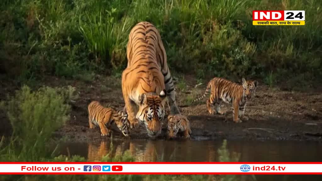 पन्ना टाइगर रिजर्व में बाघिन P-141 दिखी चार शावकों के साथ, मनमोहक दृश्य कैमरे में कैद