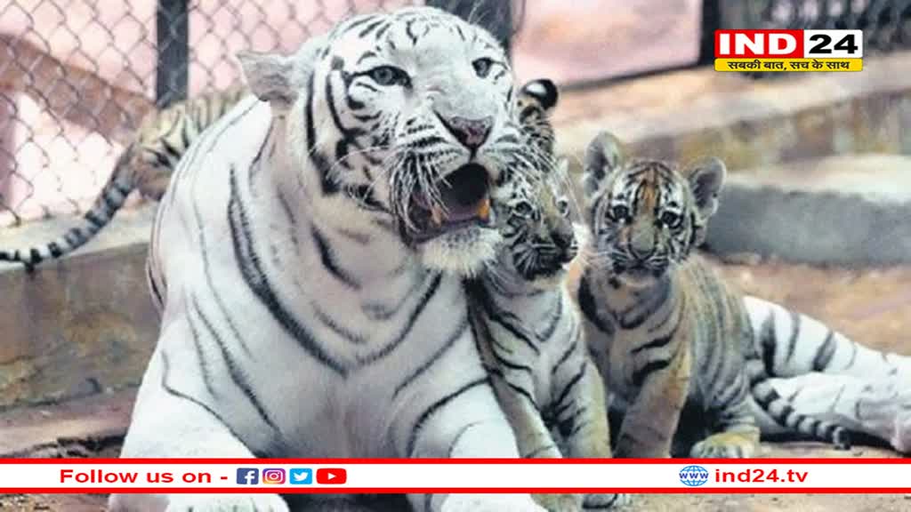 सफेद बाघिन ने दो शावकों को दिया जन्म