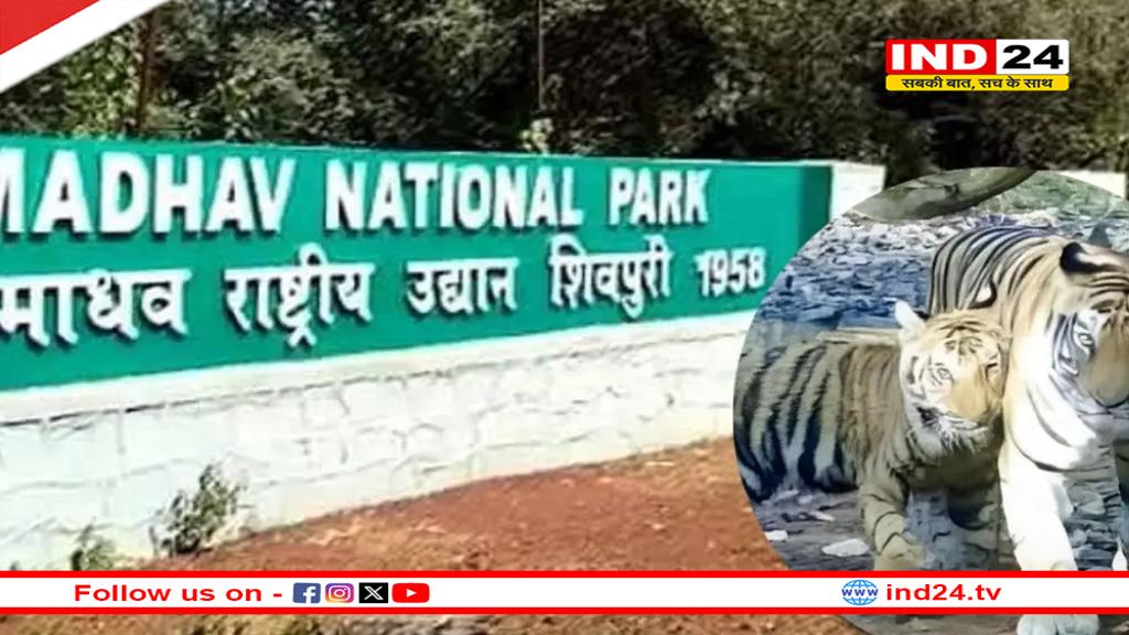 CM डॉ.मोहन यादव 9वें टाइगर रिजर्व ‘माधव’ का करेंगे शुभारंभ