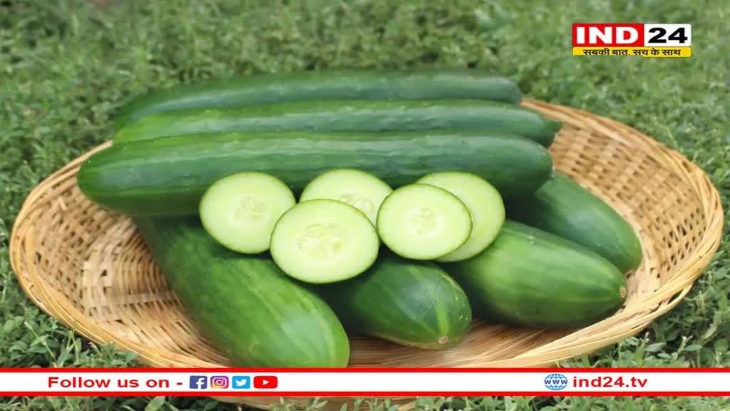  Cucumber Benefits: ठंड में भी बेहद फायदेमंद है खीरे का सेवन, जरूर करें डाइट में शामिल 