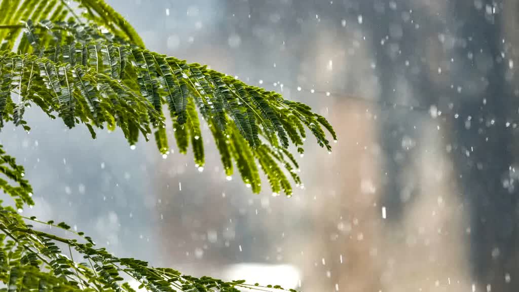 CG NEWS : छत्तीसगढ़ में मौसम ने ली करवट, कई जिलों में देखा चक्रवात मिचौंग का असर....