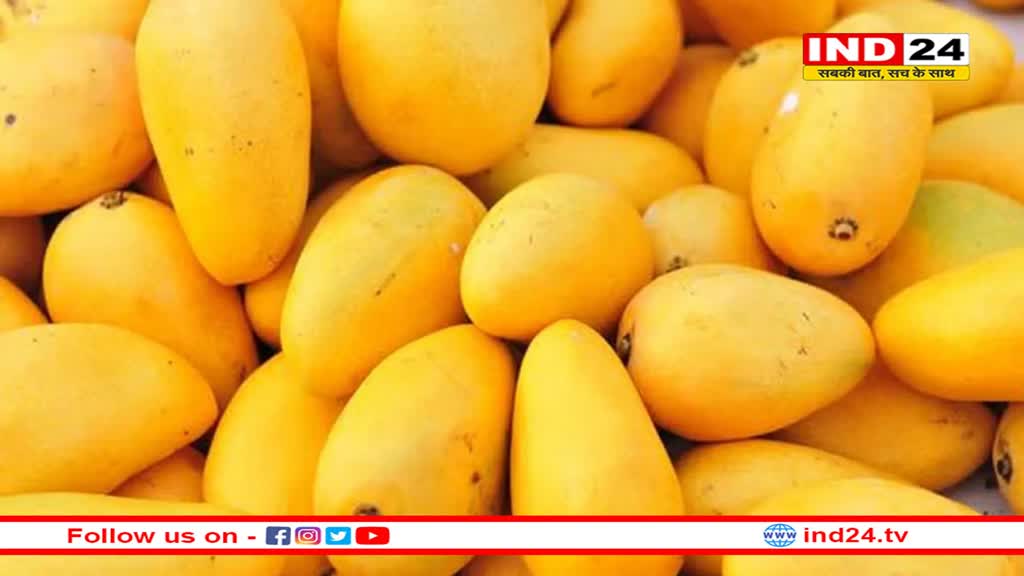 देशभर के रसीले आमों की वैरायटी मिलेगी एक जगह, मेंगो जत्रा में खुलेगा स्वाद का खजाना