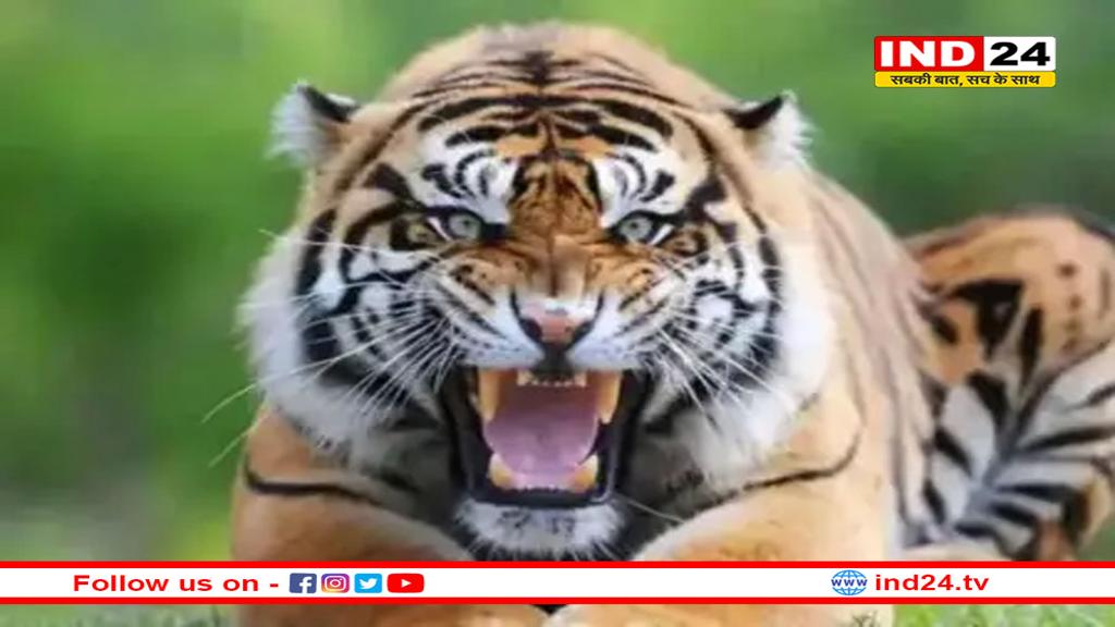 आदमखोर बाघ से दहशत में लोग, आठ महीने में पांचवीं मौत से हड़कंप