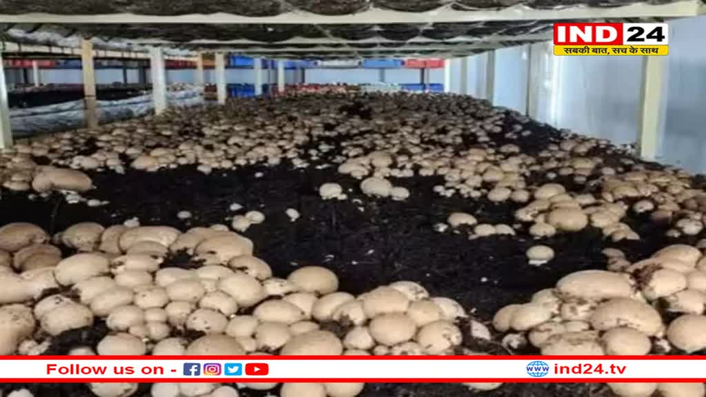 Rajasthan: उदयपुर में हो रहा जर्मनी की मशरूम का उत्पादन, कैंसर पीड़ितों के लिए है वरदान, जानें क्या है कीमत 