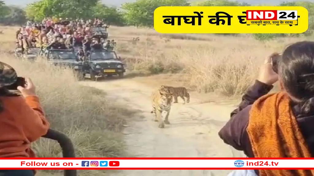 टाइगर रिजर्व में बाघों की घेराबंदी! पर्यटकों की लापरवाही से बड़ा खतरा