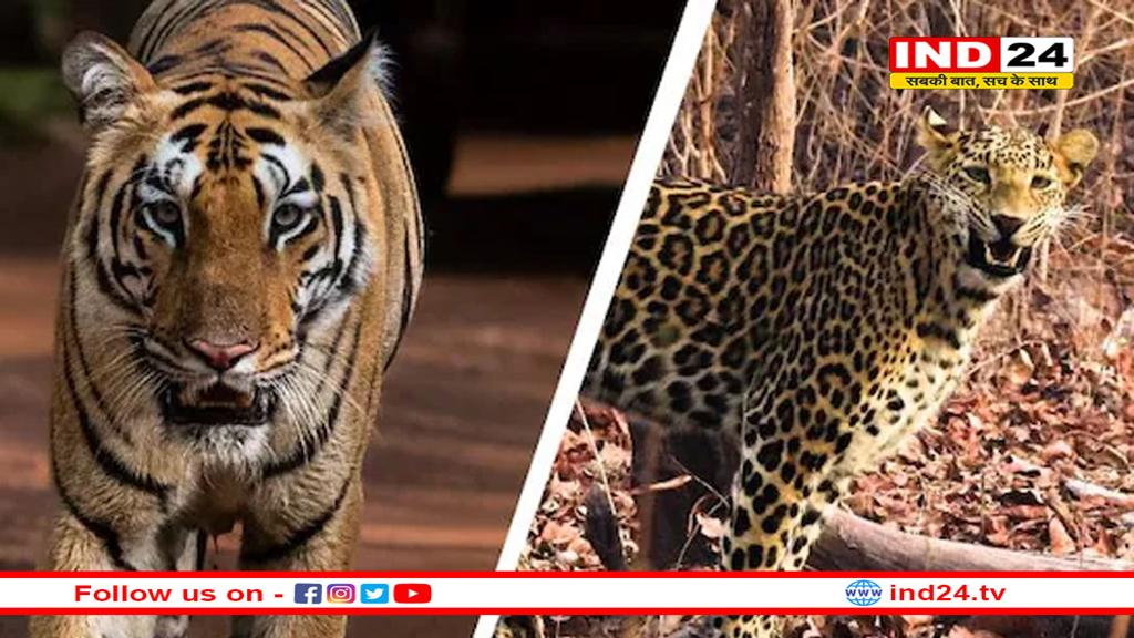 बाघों की दहाड़ और चीतों की रफ्तार ने MP को बनाया पर्यटन का आकर्षक केंद्र