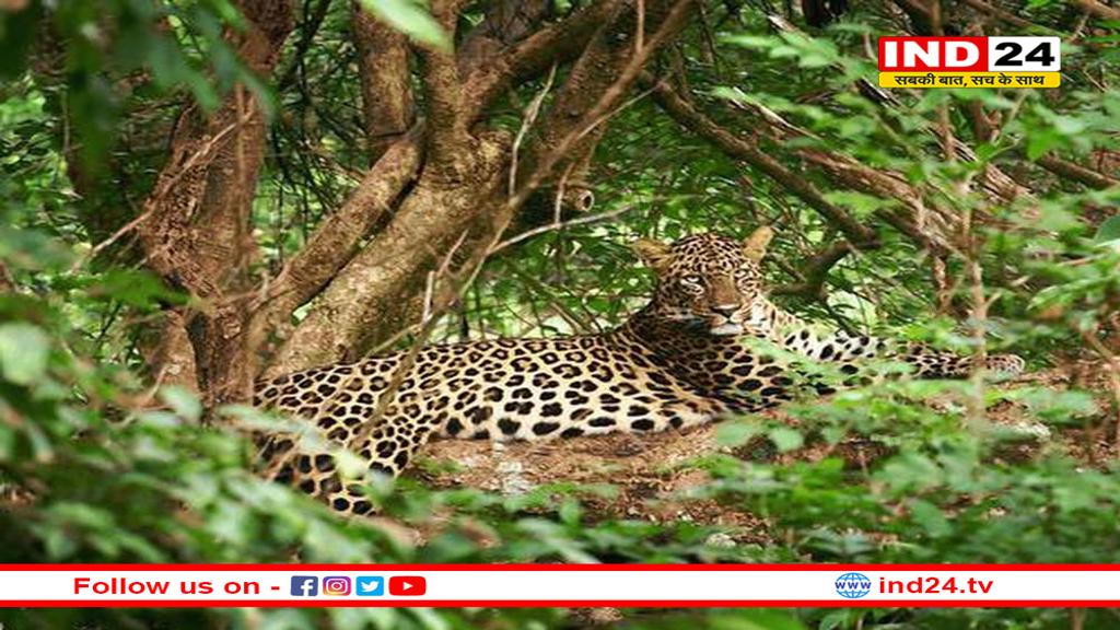 जंगल में तेंदूपत्ता तोड़ने गई महिला पर बाघ ने किया हमला, मौके पर मौत