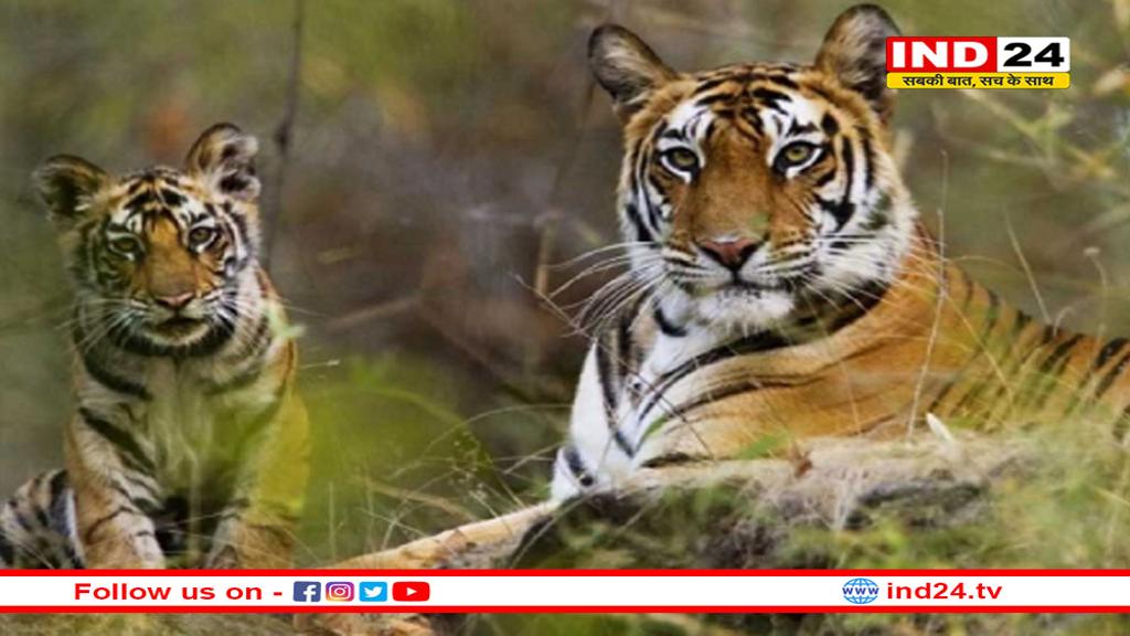 MP के बाघों की बढ़ी डिमांड, अब राजस्थान और ओडिशा के जंगलों की बढ़ाएंगे रौनक