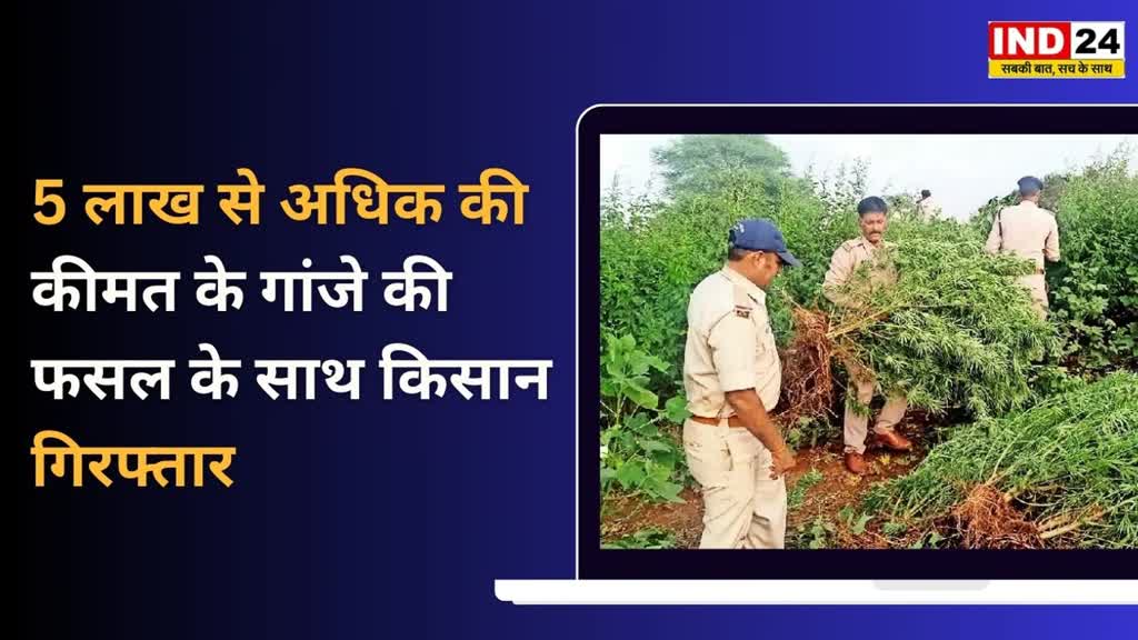 CG NEWS :  बस्तर में अवैध रूप से चल रही गांजे की खेती, फसलों के बीच में उगाया भारी मात्रा में गांजा,फसल के साथ किसान गिरफ्तार.....