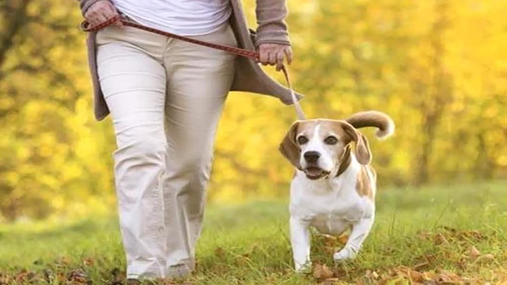 Dog Tax in Sagar: कुत्ता पालने पर अब देना होगा टैक्स, सागर नगर निगम ने लिया फैसला