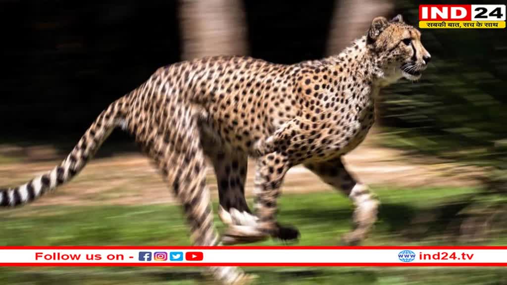 दक्षिण अफ्रीका की वीरा ने कूनो के जंगल में लगाई दौड़, अब जंगल में हो गए हैं कुल 9 चीते 