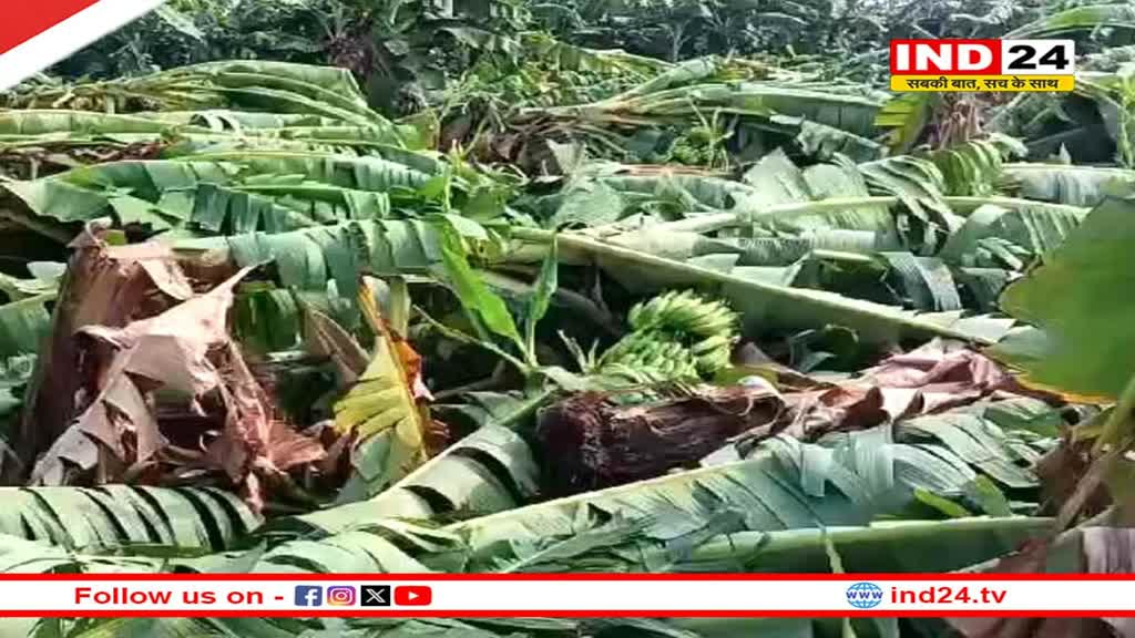 बुरहानपुर जिले में आंधी-तूफान से फिर केले की फसल बर्बाद, किसानों ने की ये मांग