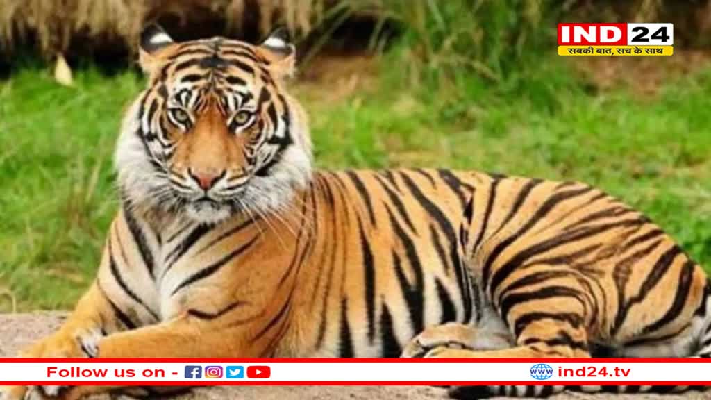 बाघों की रिकॉर्ड मौतों पर गर्माई सियासत, कमलनाथ ने उठाए गंभीर सवाल