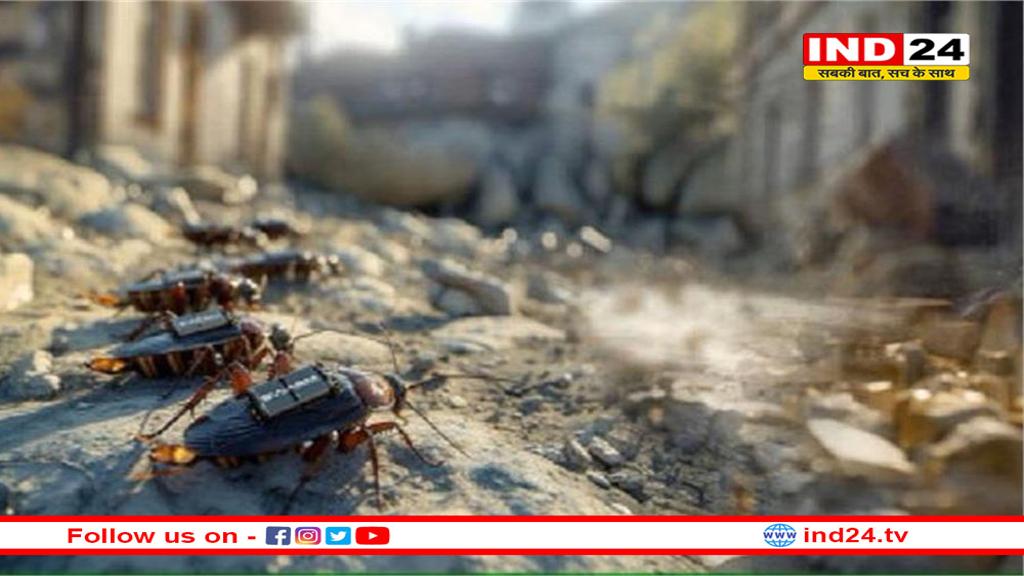 युद्ध के मैदान में उतरेंगे 'कंट्रोल्ड कॉकरोच', जर्मनी कर रहा है अनोखा अविष्कार