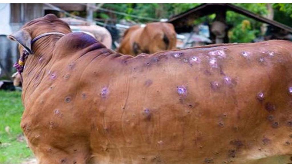 लम्पी स्किन डिसीज से बचाव एवं रोकथाम के लिए पशुपालन विभाग ने जारी की एडवाइजरी