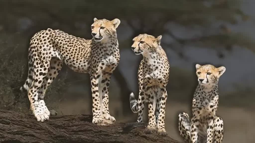 कूनो नेशनल पार्क के खुले जंगलों में छोड़े गए चीते जल्द ही फ्री-रेंज फॉरेस्ट में घूमेंगे