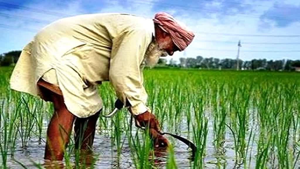 धान, ज्वार और बाजरा के किसानों के लिए राहत भरी खबर,  15 अक्टूबर तक करा सकेंगे पंजीयन