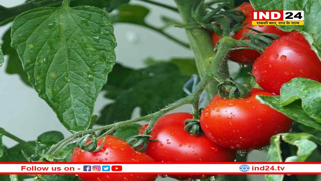 उद्यानिकी के साथ खाद्य प्रसंस्करण हब के रूप में उभरा मध्यप्रदेश