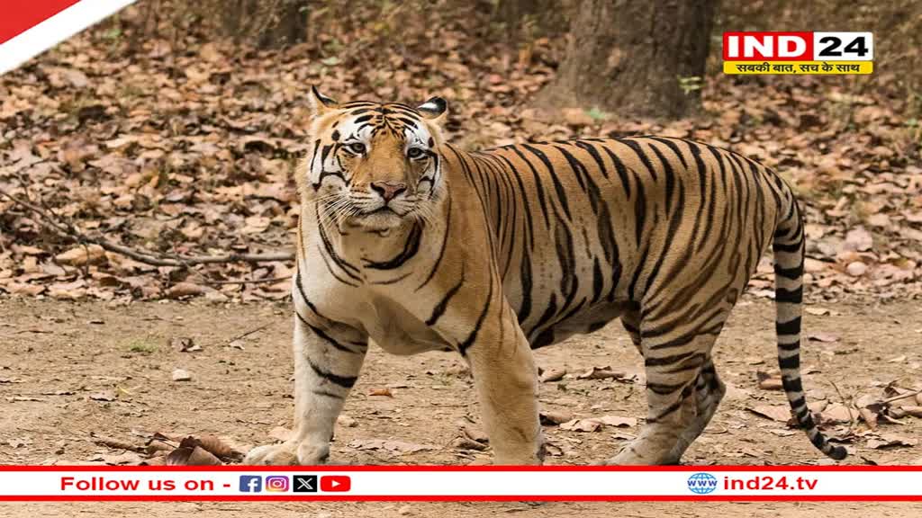 Kuno National Park: एमपी के कूनो क्षेत्र में दिखा राजस्थान के रणथंभौर से गायब हुआ बाघ, कुनो पार्क में दिखे फूटमार्क्स