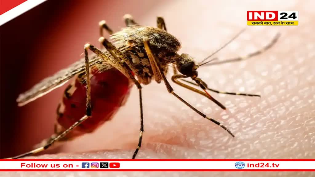 भोपाल में डेंगू का कहर,  27 दिनों में मिले 110 मरीज