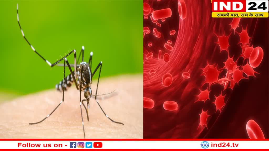 Health Tips: Dengue से प्लेटलेट काउंट को कम होने से बचाएं, करिए इन चीजों का सेवन