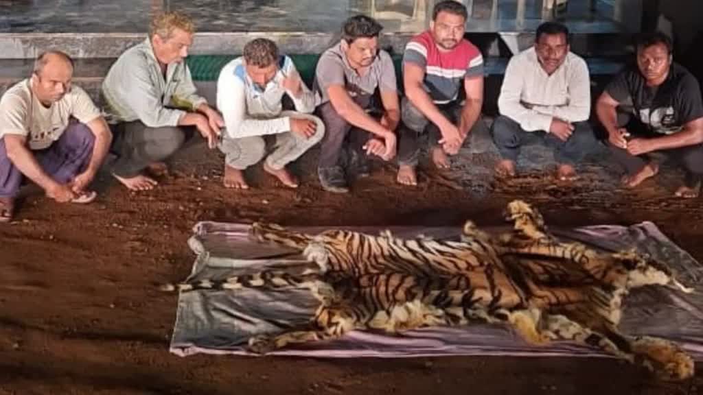 CG NEWS : वनविभाग की टीम ने बाघ की खाल की तस्करी करने वाले 7 आरोपियों को रंगेहाथ पकड़ा