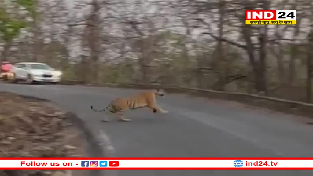 पन्ना टाइगर रिजर्व में वनराज के साथ राहगीरों को भालू के हुए दीदार