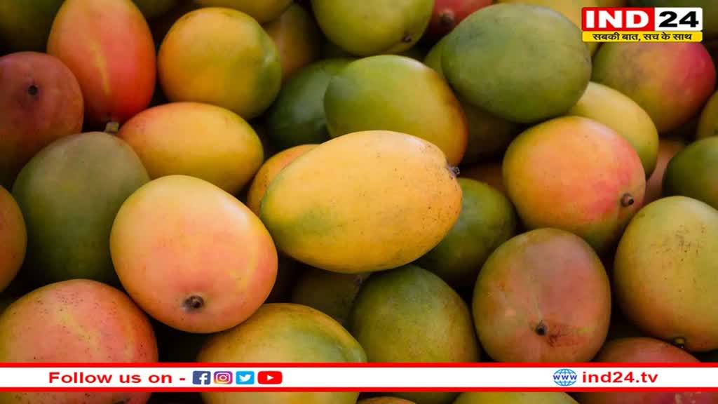 सेहत के लिए हानिकारक हो सकता है आम का अधिक सेवन, इन टिप्स की मदद से करें खुद का बचाव 