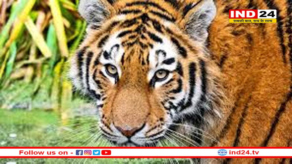 बाघ की हड्डी की वो खास चीज क्या है जिसके लिए 'पागलपन' की हद तक जा रहे हैं शिकारी