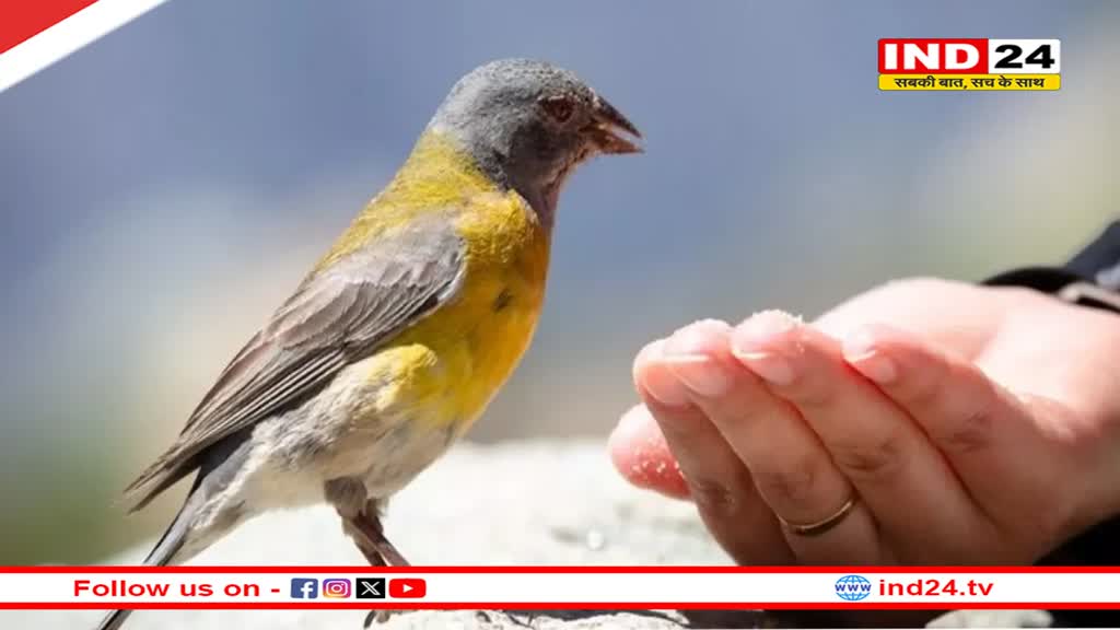 इंसानों में Bird Flu का दूसरा मामला आया सामने, जानें क्या है यह फ्लू और इसके लक्षण 