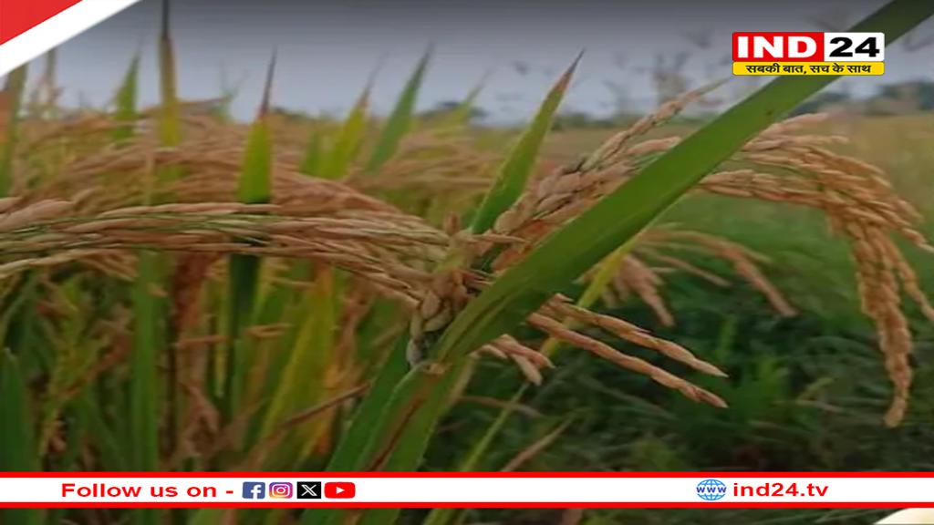 जीनोम एडिटेड धान की 2 नई किस्में लॉन्च, 30% तक बढ़ेगी उपज